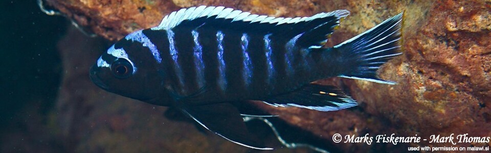 Cynotilapia zebroides 'Cape Kaiser'
