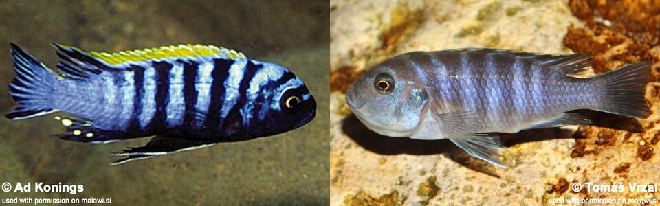 Cynotilapia zebroides 'Chiwindi'