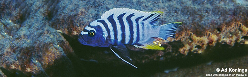 Cynotilapia zebroides 'Magunga'
