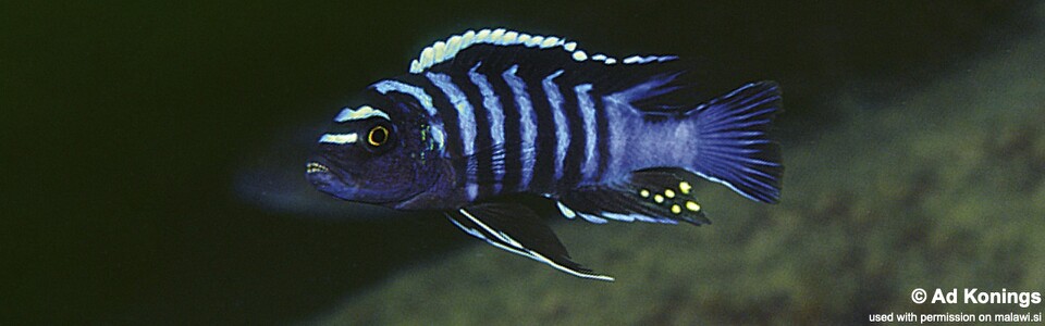 Cynotilapia zebroides 'Njambe'