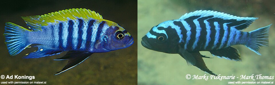 Cynotilapia zebroides 'Nkhata Bay'