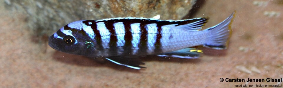 Cynotilapia zebroides 'Tchinga Reef'