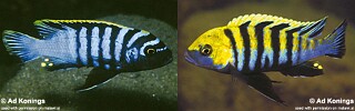 Cynotilapia zebroides Cynotilapia afra (misidentification)
