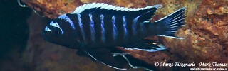 Cynotilapia zebroides &#39;Cape Kaiser&#39;