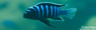 Cynotilapia zebroides &#39;Chadagha&#39;