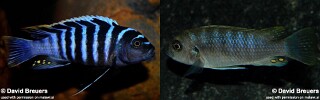 Cynotilapia zebroides &#39;Charo&#39;