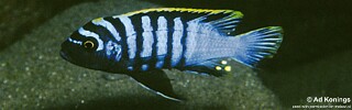 Cynotilapia zebroides &#39;Chewere&#39;