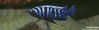 Cynotilapia zebroides &#39;Chiloelo&#39;