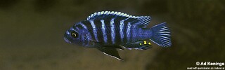 Cynotilapia zebroides &#39;Chinuni&#39;