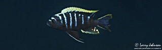 Cynotilapia zebroides &#39;Chiofu&#39;