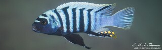 Cynotilapia zebroides &#39;Chitende Cove&#39;