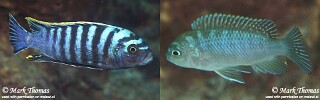 Cynotilapia zebroides &#39;Chiwi Rocks&#39;