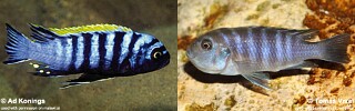 Cynotilapia zebroides &#39;Chiwindi&#39;
