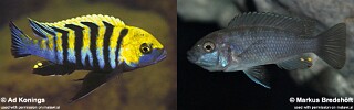 Cynotilapia zebroides &#39;Cobwé&#39;