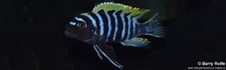 Cynotilapia zebroides &#39;Hongi Island&#39;