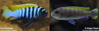 Cynotilapia zebroides &#39;Jalo Reef&#39;