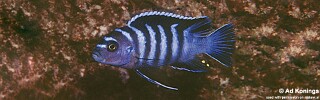 Cynotilapia zebroides &#39;Kakusa&#39;