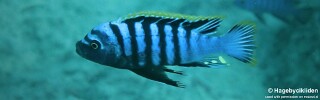 Cynotilapia zebroides &#39;Katale Island&#39;