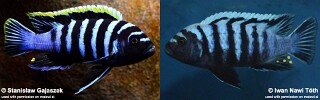 Cynotilapia zebroides &#39;Likoma Island&#39;
