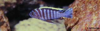 Cynotilapia zebroides &#39;Linganjala Reef&#39;