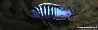 Cynotilapia zebroides &#39;Londo Bay&#39;