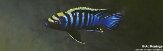 Cynotilapia zebroides &#39;Lumbila&#39;