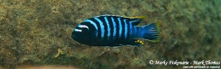 Cynotilapia zebroides &#39;Lundo Island&#39;