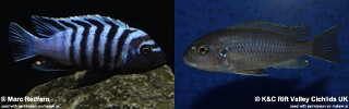Cynotilapia zebroides &#39;Lupingu&#39;