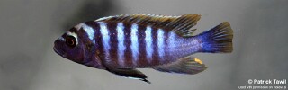 Cynotilapia zebroides &#39;Lushununu&#39;