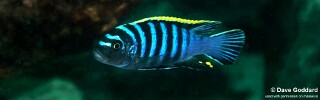 Cynotilapia zebroides &#39;Machili Island&#39;
