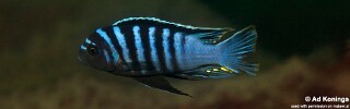 Cynotilapia zebroides &#39;Maison Reef&#39;