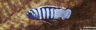 Cynotilapia zebroides &#39;Mala Point&#39;