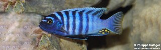 Cynotilapia zebroides &#39;Manda&#39;