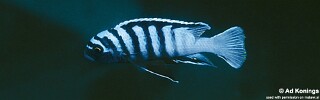 Cynotilapia zebroides &#39;Mara Rocks&#39;