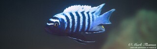 Cynotilapia zebroides &#39;Matambukira Rocks&#39;