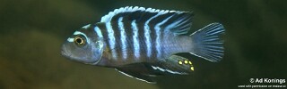 Cynotilapia zebroides &#39;Matema&#39;