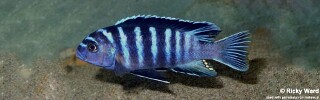 Cynotilapia zebroides &#39;Mbahwa&#39;