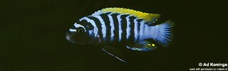 Cynotilapia zebroides &#39;Mbenji Island&#39;