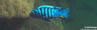 Cynotilapia zebroides &#39;Mbowe Island&#39;