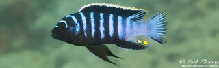 Cynotilapia zebroides &#39;Mdowa&#39;