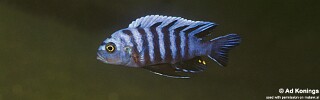 Cynotilapia zebroides &#39;Metangula&#39;