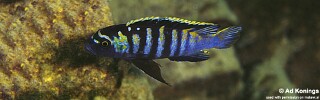 Cynotilapia zebroides &#39;Minos Reef&#39;