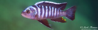 Cynotilapia zebroides &#39;Mphanga Rocks&#39;