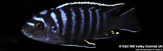 Cynotilapia zebroides &#39;Narungu&#39;