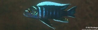 Cynotilapia zebroides &#39;Ndonga (Deep)&#39;