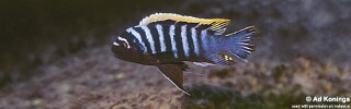 Cynotilapia zebroides &#39;Ndumbi Rocks&#39;