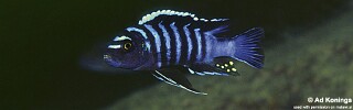 Cynotilapia zebroides &#39;Njambe&#39;