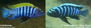 Cynotilapia zebroides &#39;Nkhata Bay&#39;