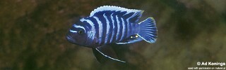 Cynotilapia zebroides &#39;Ntekete&#39;