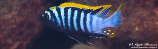 Cynotilapia zebroides &#39;Phowo Point&#39;